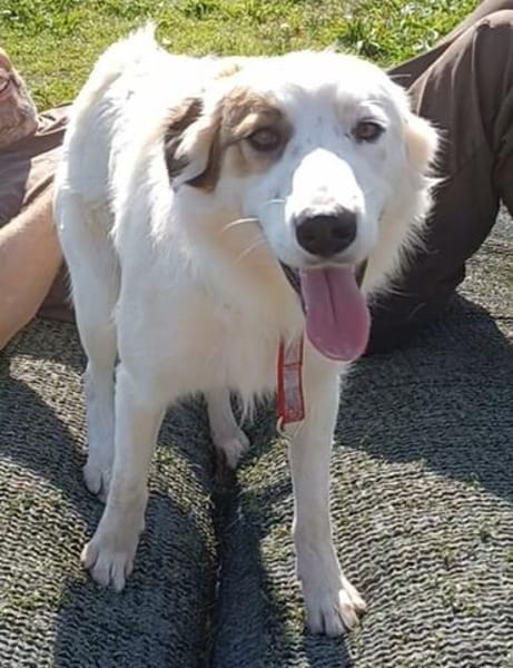 Vale  Hundemädchen sucht Happy-Home