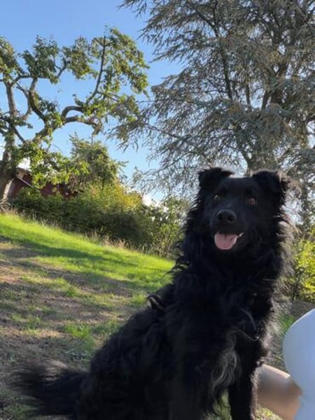 Koksi sucht seine Menschen🐾