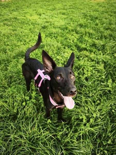 🐾 Ria sucht ihre Menschen