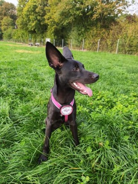 🐾 Ria sucht ihre Menschen