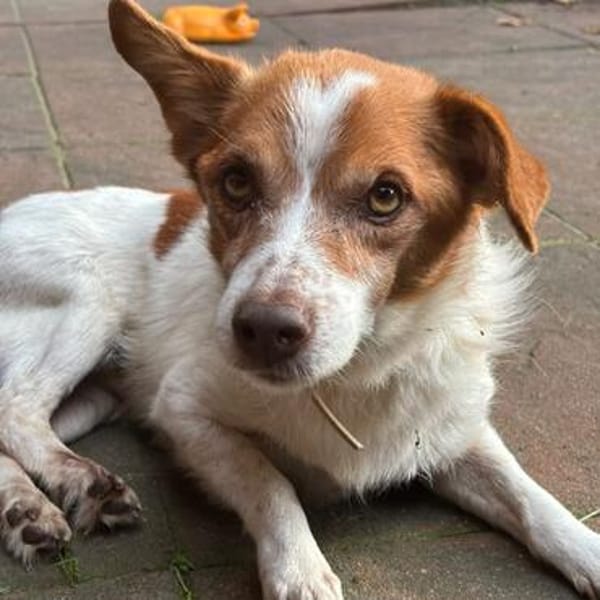 Milo - ein lebensfroher Herzenshund