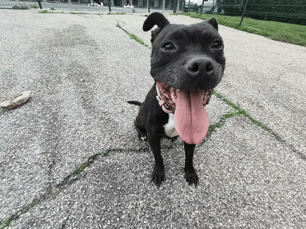 NIKITA