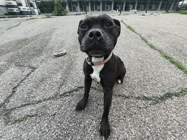 NIKITA