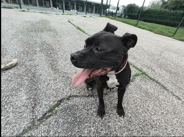 NIKITA