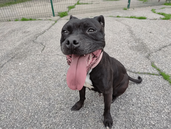 NIKITA