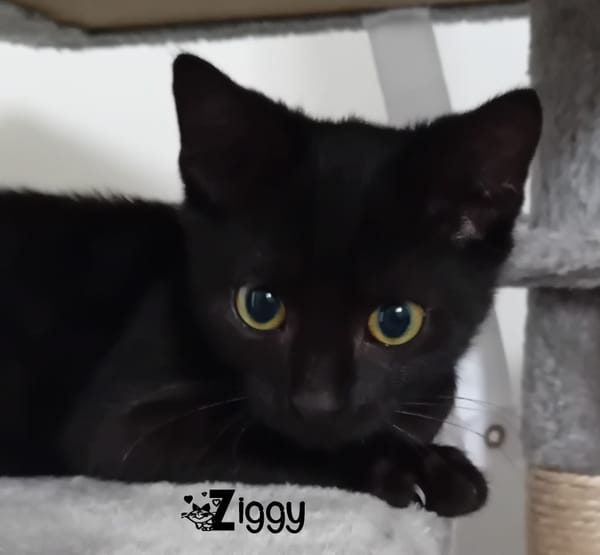 ZIGGY