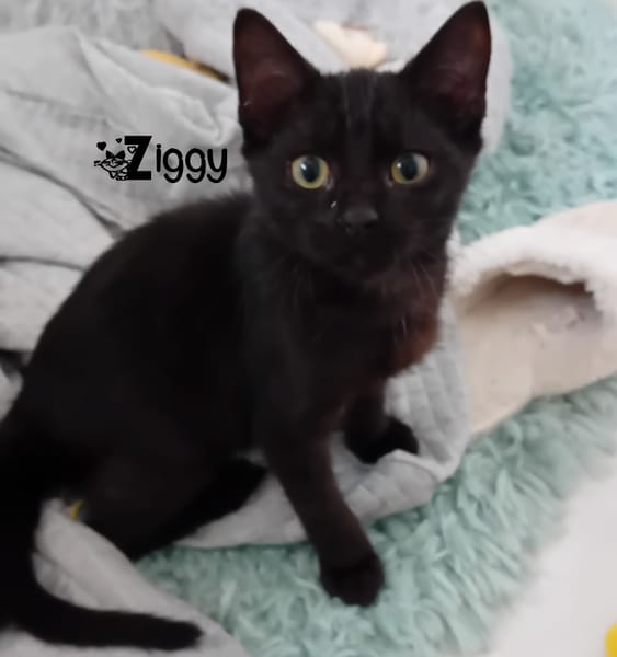 ZIGGY