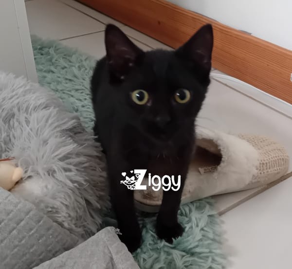 ZIGGY
