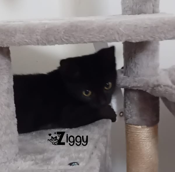ZIGGY