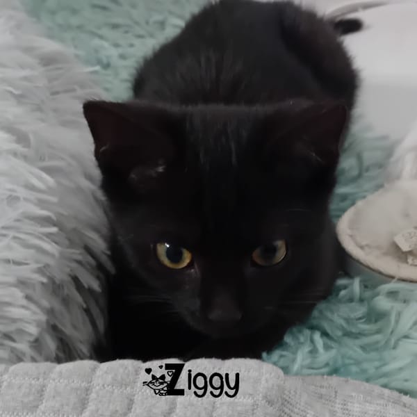 ZIGGY