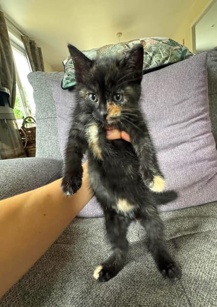 SPELLMAN ET SABRINA À ADOPTER ENSEMBLE