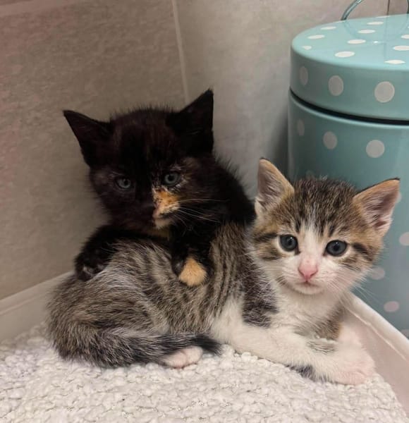 SPELLMAN ET SABRINA À ADOPTER ENSEMBLE