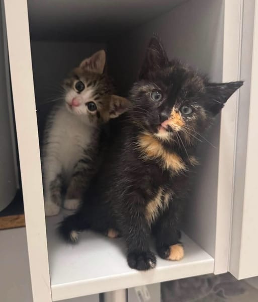 SPELLMAN ET SABRINA À ADOPTER ENSEMBLE