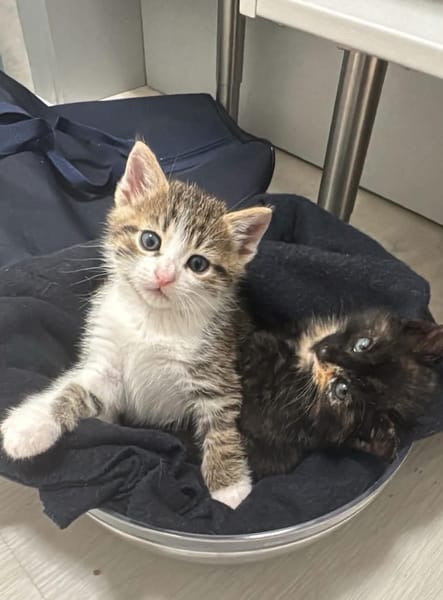 SPELLMAN ET SABRINA À ADOPTER ENSEMBLE