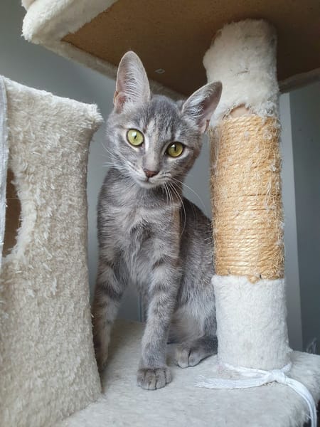 POMPONETTE