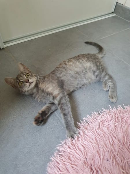 POMPONETTE