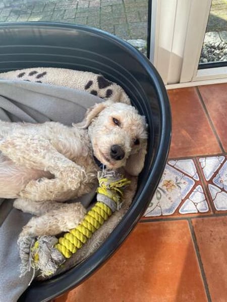 Baileys - verschmuster Pudelmix sucht liebevolles Zuhause