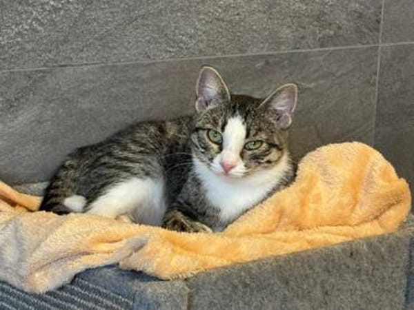 Hübsche Eleni sucht ein Zuhause