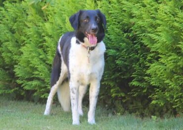 Lenny - auf der Suche nach seinem Für-immer-Zuhause