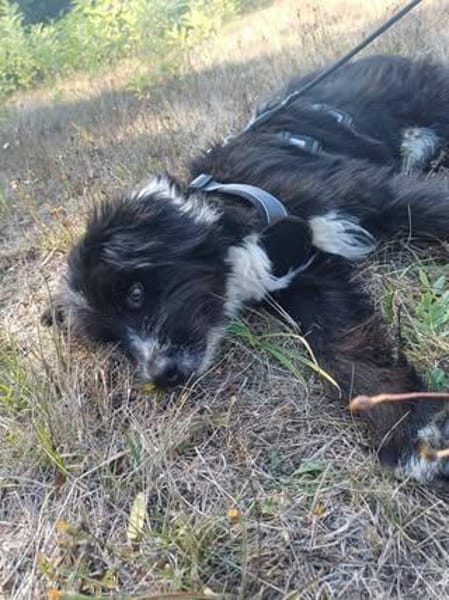 Unser lieber💙Robin💙sucht seine Menschen💙🐾💙