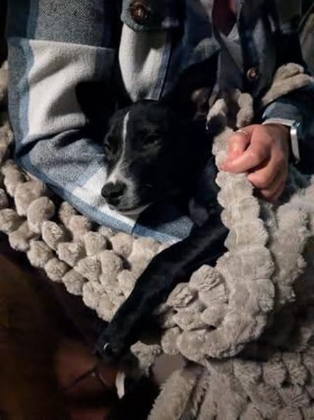 ❤ Saphira sucht ihr für immer Zuhause