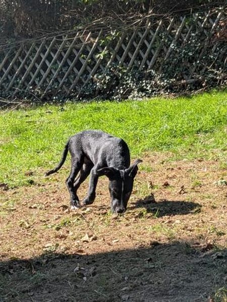 ❤ Saphira sucht ihr für immer Zuhause