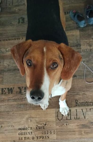 🐾❤ AZZA  UNKOMPLIZIERTER ANFÄNGERHUND