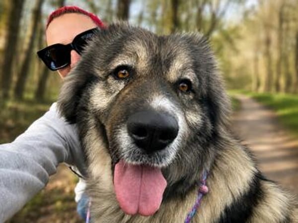Edwina -Liebevolle Hundedame sucht tolles Zuhause!