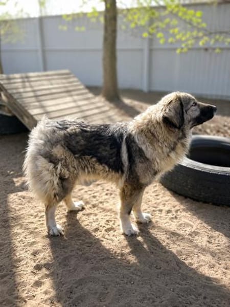 Edwina -Liebevolle Hundedame sucht tolles Zuhause!
