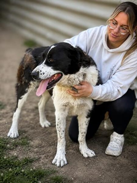 Pixie (Pampinea)- Sanfte Maus sucht ihr Zuhause