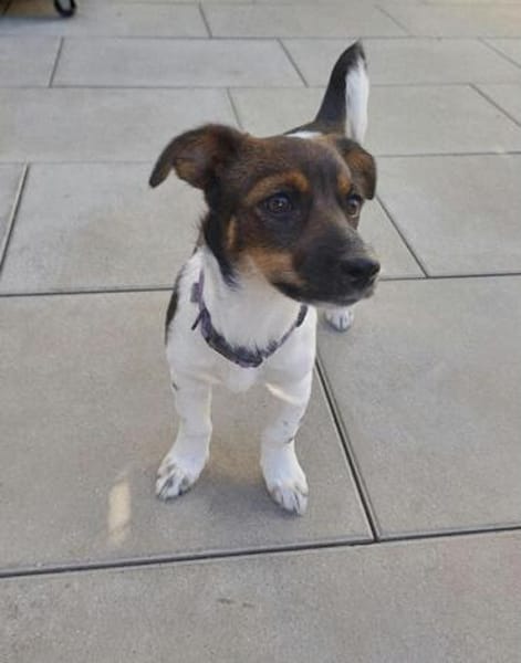 Hundekind sucht Bestplatz