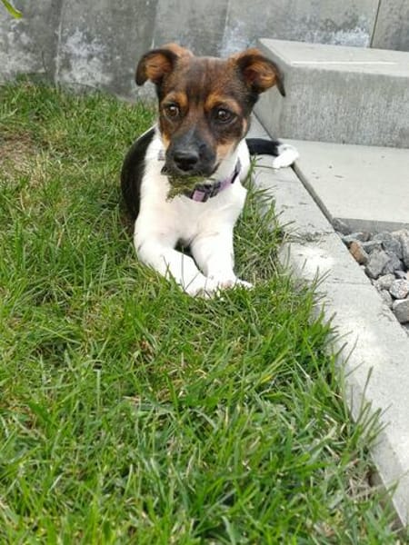 Hundekind sucht Bestplatz