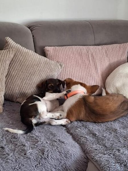 Hundekind sucht Bestplatz
