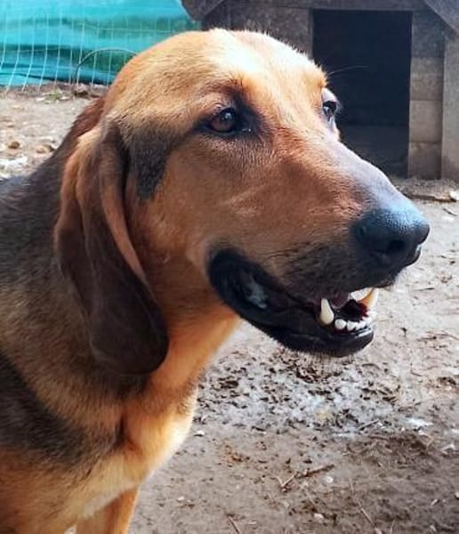 Goofy  Lausbubencharme zum Verlieben