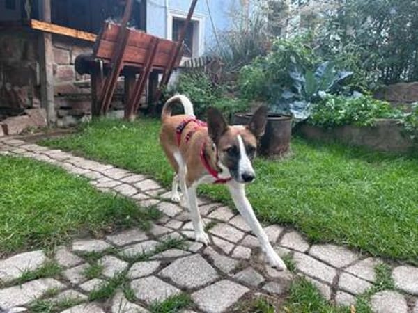 Romo, aufgeweckt, neugierig, verträglich