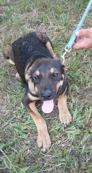 Geani, netter Hund sucht neues Zuhause