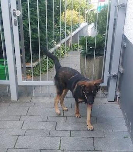 Geani, netter Hund sucht neues Zuhause