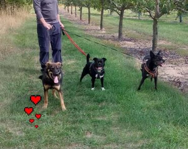 Geani, netter Hund sucht neues Zuhause