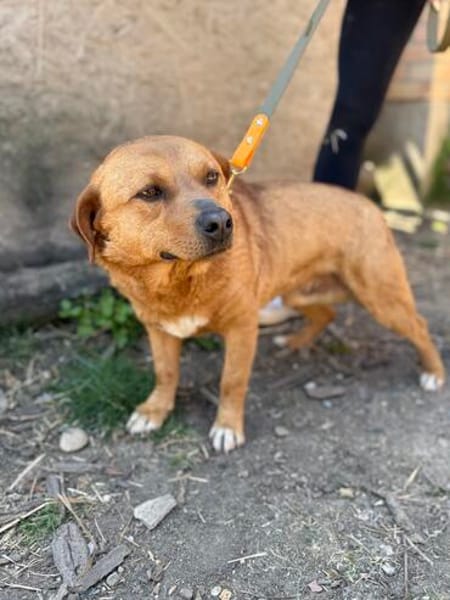 Cuki- Hübscher Hundejunge möchte endlich ankommen!