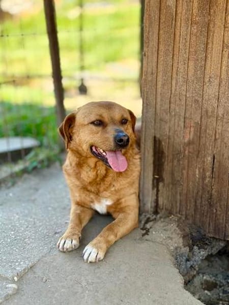 Cuki- Hübscher Hundejunge möchte endlich ankommen!