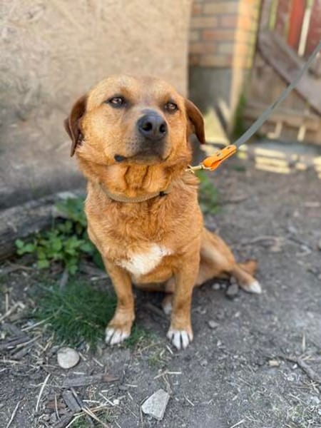 Cuki- Hübscher Hundejunge möchte endlich ankommen!