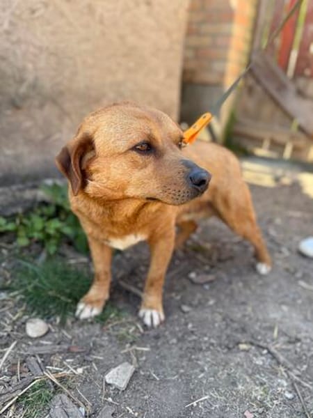 Cuki- Hübscher Hundejunge möchte endlich ankommen!