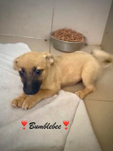 Bumblebee  kleine Maus auf der Suche nach ihrem Zuhause