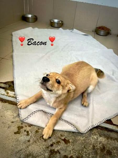 Bacon  kleiner Bub möchte Geborgenheit