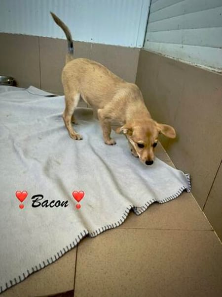 Bacon  kleiner Bub möchte Geborgenheit