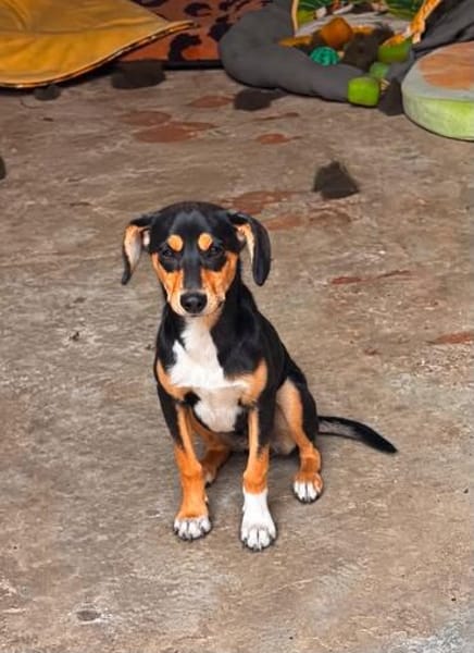 Jerry, eine lieber kleiner Hund in Aachen