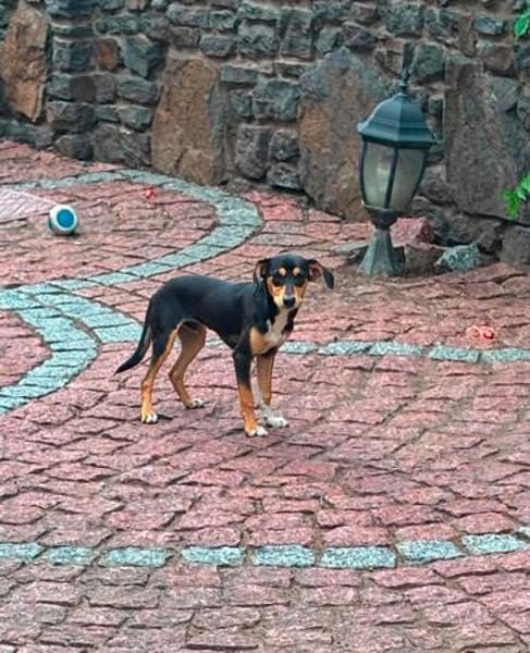 Jerry, eine lieber kleiner Hund in Aachen