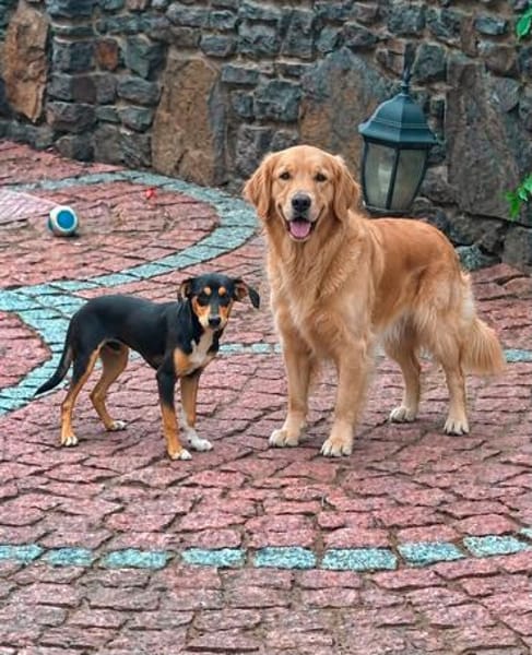 Jerry, eine lieber kleiner Hund in Aachen