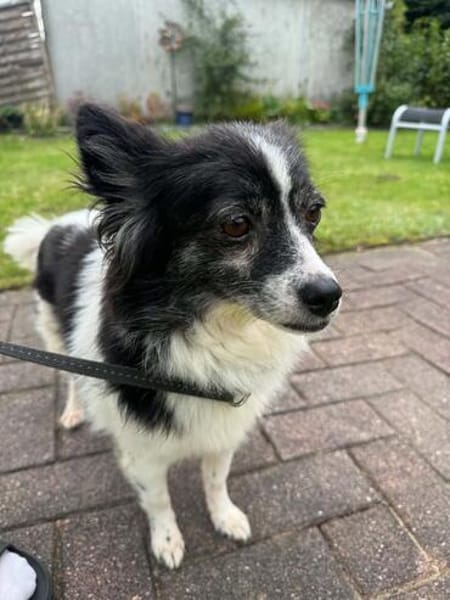 Zauberhafte, kleine DORA sucht.....