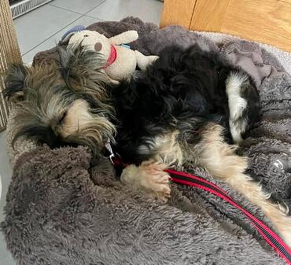 Kuma, aufgeschlossen, freundlich